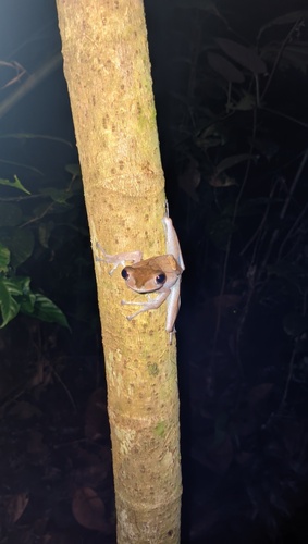 Polypedates colletti