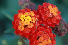 Lantana camara