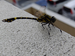 Melligomphus viridicostus