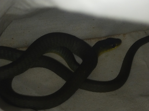 Common Tree Snake sighting