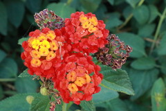 Lantana camara