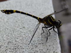Melligomphus viridicostus