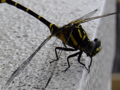 Melligomphus viridicostus