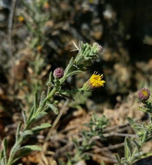 Erigeron petrophilus