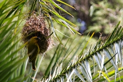 Ploceus ocularis suahelicus