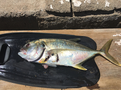 Caranx caninus