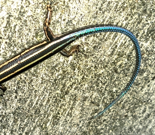 Emoia caeruleocauda observed 2025-01-19