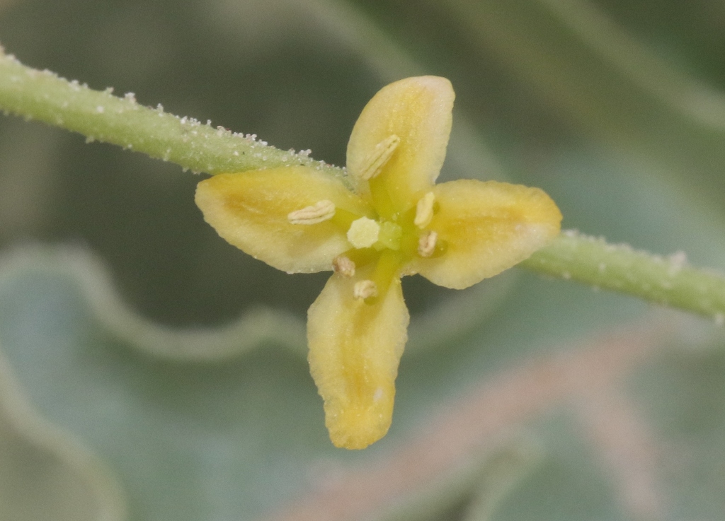 Cleome pallida