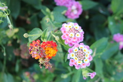 Lantana camara