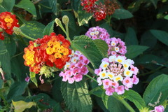 Lantana camara