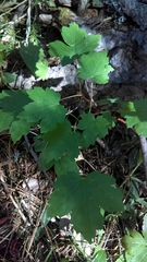 Acer glabrum