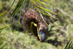 Ploceus ocularis suahelicus