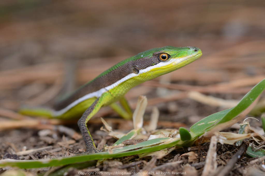 Green Grass Lizard