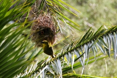 Ploceus ocularis suahelicus