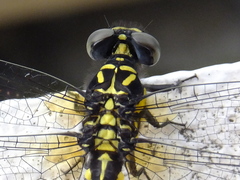 Melligomphus viridicostus
