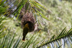 Ploceus ocularis suahelicus
