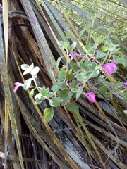 Scutellaria seleriana