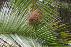 Ploceus ocularis suahelicus