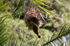 Ploceus ocularis suahelicus