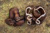Genea sp. 'OR03' - Photo (c) heatherdawson, some rights reserved (CC BY-NC), uploaded by heatherdawson