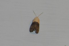 Eugnosta erigeronana