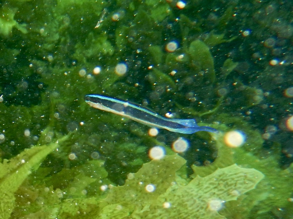 Braun's hulafish (Trachinops brauni) — Plesiopidae