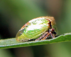 Stictocephala basalis