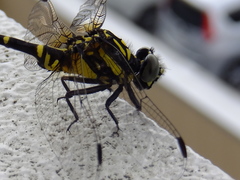 Melligomphus viridicostus