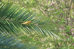 Ploceus ocularis suahelicus