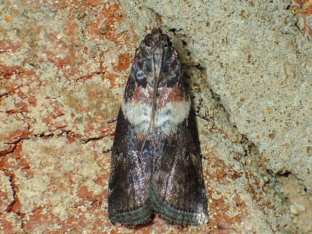 White-banded Salebriaria Moth