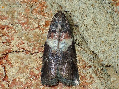 White-banded Salebriaria Moth