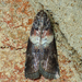 White-banded Salebriaria Moth - Photo (c) John P Friel, some rights reserved (CC BY), uploaded by John P Friel