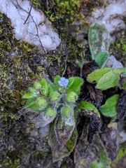 Thyrocarpus sampsonii