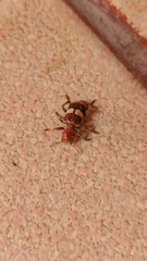 Enoclerus quadrisignatus