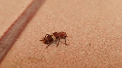 Enoclerus quadrisignatus