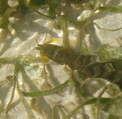 Gonodactylus chiragra