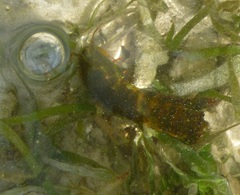 Gonodactylus chiragra