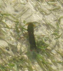 Gonodactylus chiragra