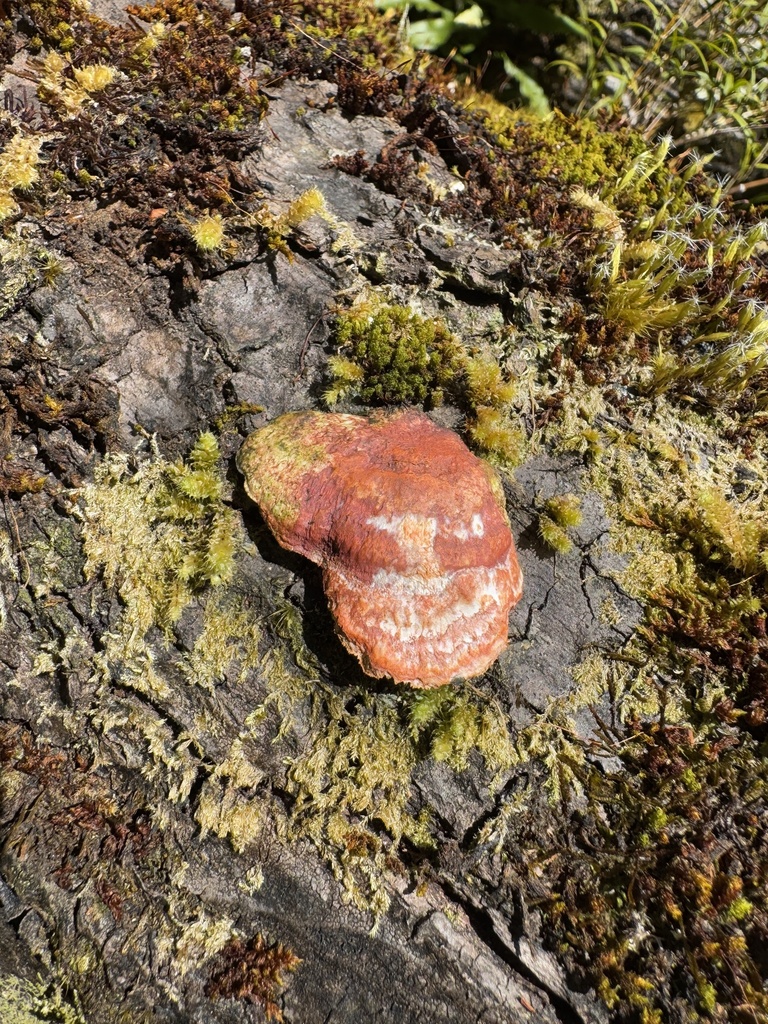 Trametes coccinea · January 2025 · photo: © iandickie (iNaturalist, cc-by)