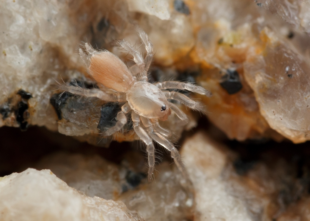 Hexurella ephedra
