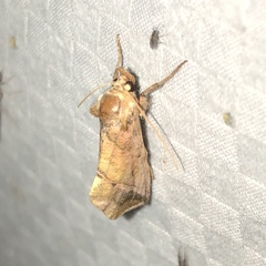 Pseudeva purpurigera