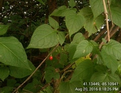 Solanum dulcamara