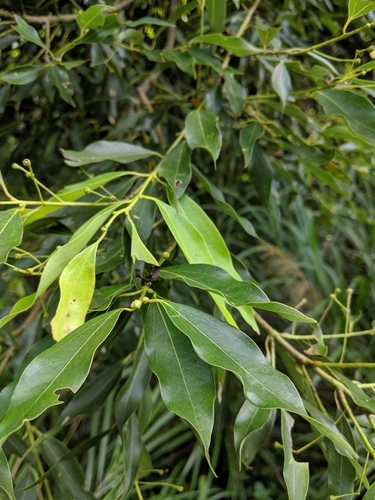 Cinnamomum chekiangense, photograph 6