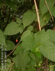Solanum dulcamara