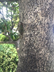 Cryptotympana facialis