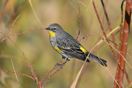 Yellow-rumped Warbler photographed in Arizona