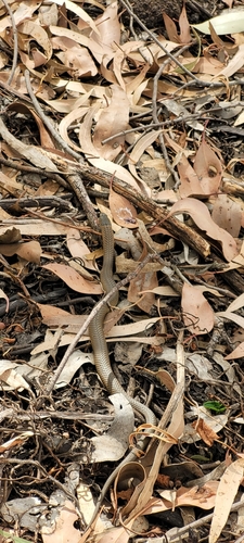 Lowlands Copperhead sighting