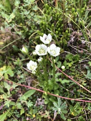 Parnassia parviflora