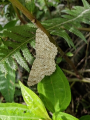 Catoria sublavaria