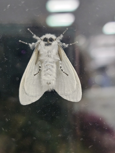 White Satin Moth photo 5